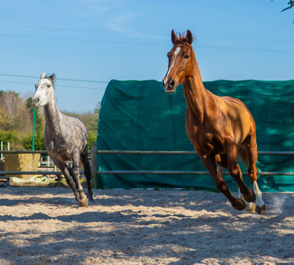Horse farm beautiful horses on the farm. selective focus. Nature.